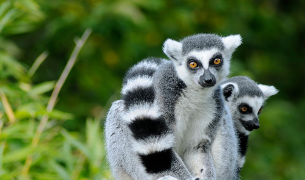 Two ring-tailed lemurs