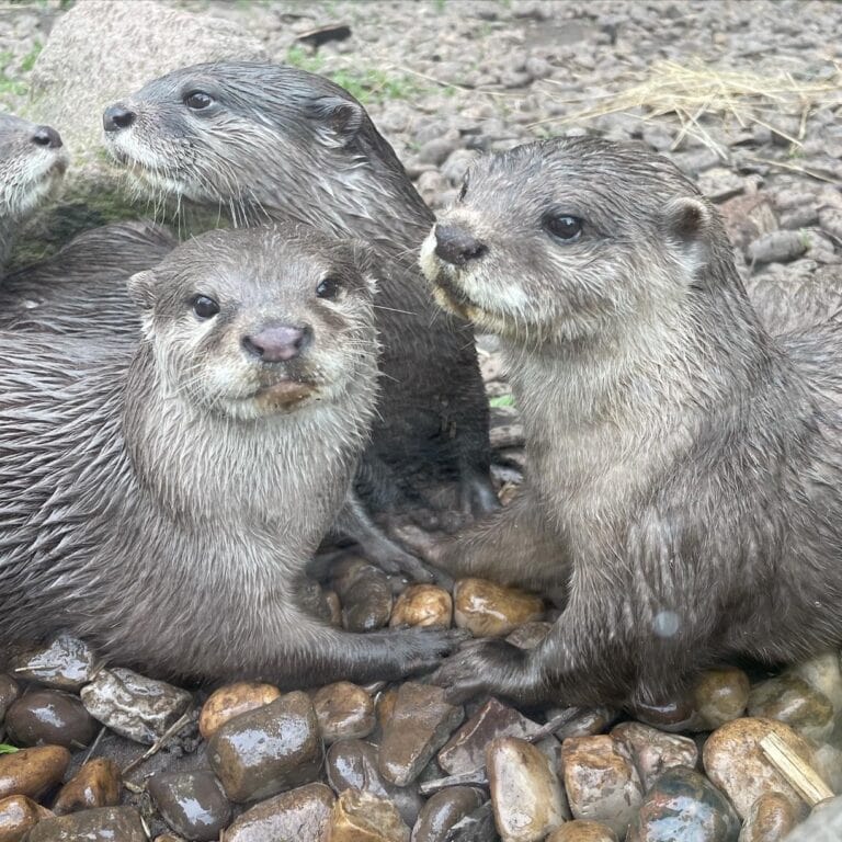 Otters in an enclosure