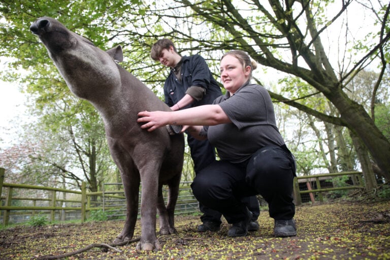 Two students grooming a tapir