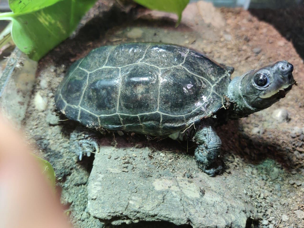 Reeve’s Turtle - Reaseheath Zoo