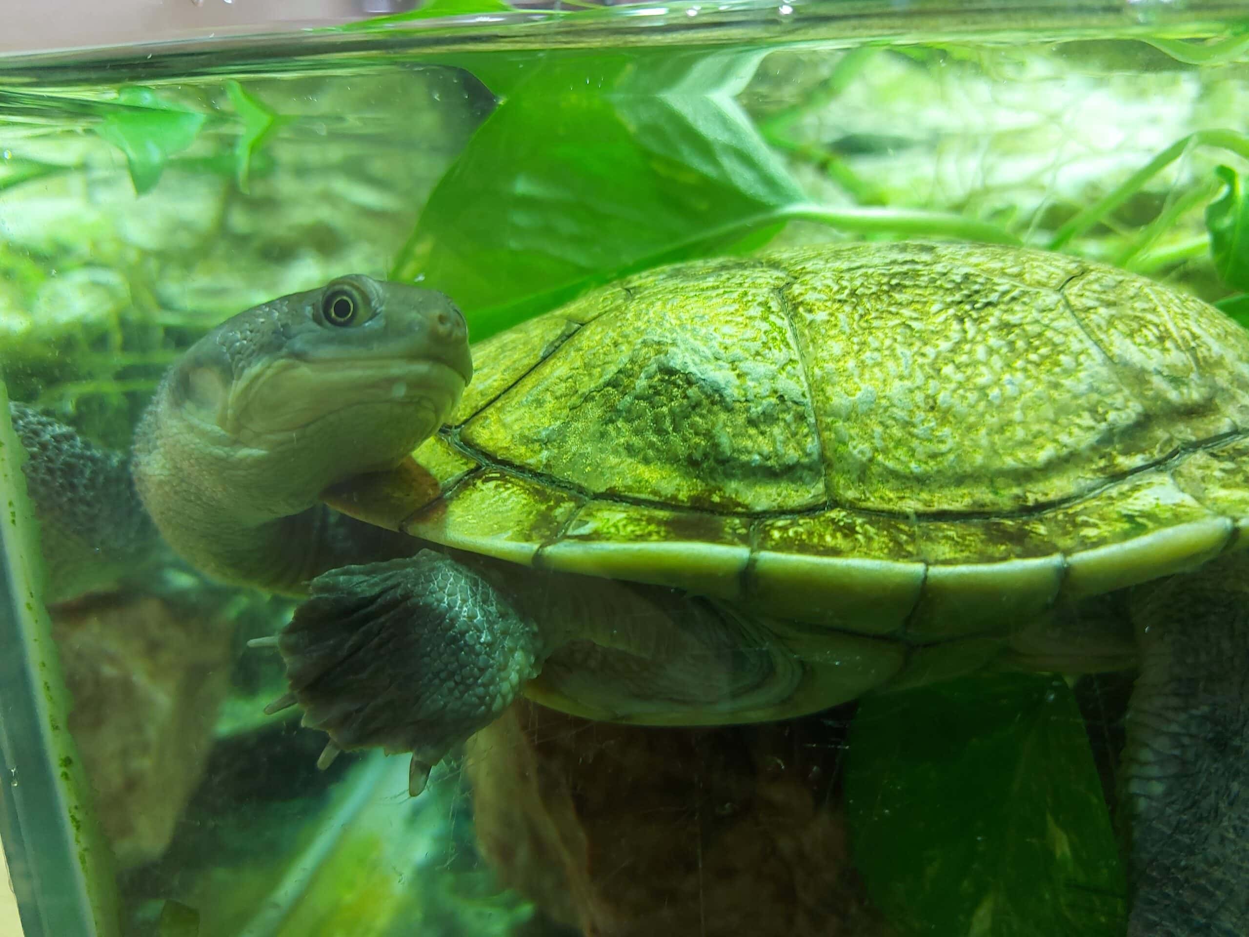 Roti-island snake necked turtle - Reaseheath Zoo