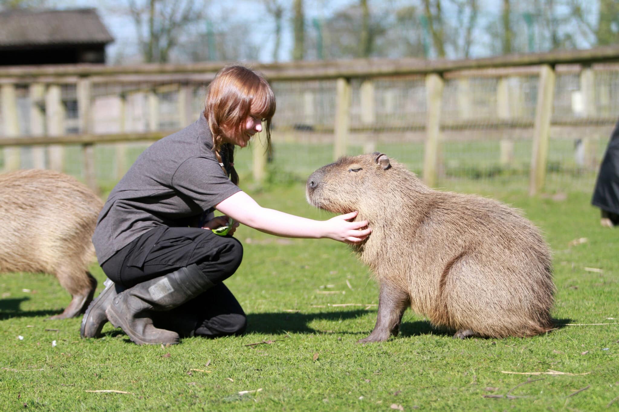 Capybara Encounters - Update! - Reaseheath Zoo