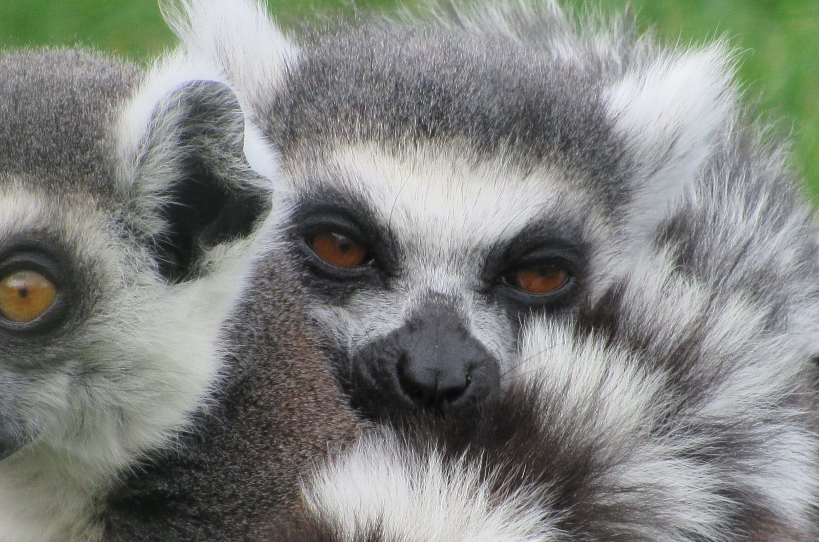 Two ring-tailed lemurs sat together